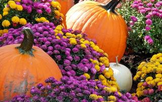 Aravilla Sarasota Welcoming Fall Season for Seniors