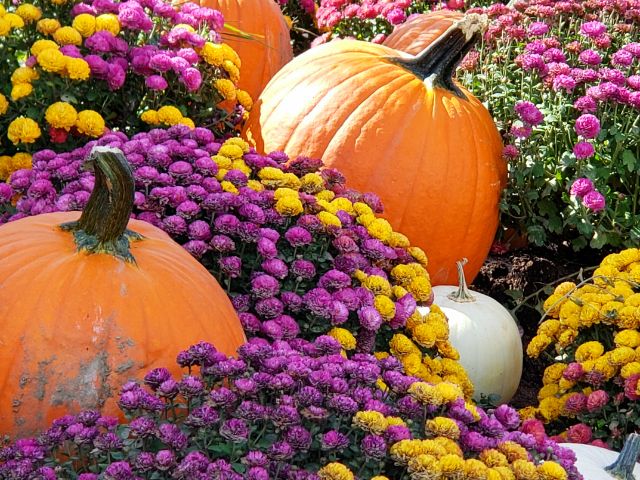 Aravilla Sarasota Welcoming Fall Season for Seniors