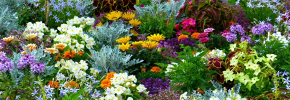 renewal hope memory care Aravilla Sarasota