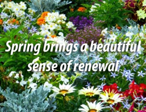 A Season of Renewal and Connection at Aravilla Sarasota