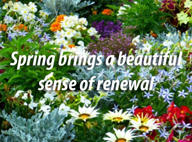 spring renewal memory care Aravilla Sarasota