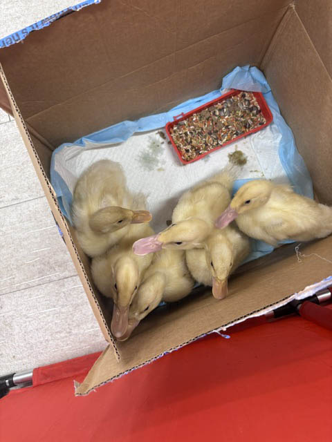 duckies hatching at Aravilla Saraosta duckies hatching at Aravilla Saraosta Assisted Living